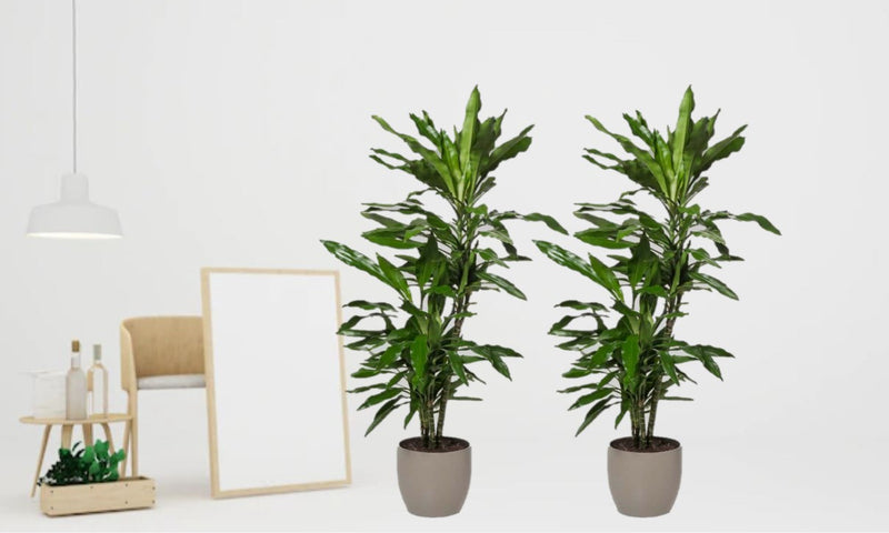 Dracaena Janet Lind x2