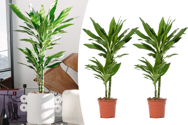 Dracaena Janet Lind x2