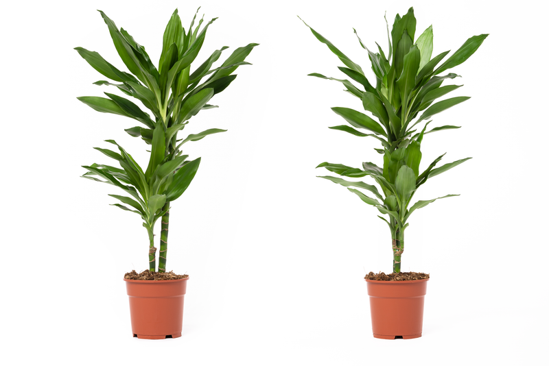 Dracaena Janet Lind x2