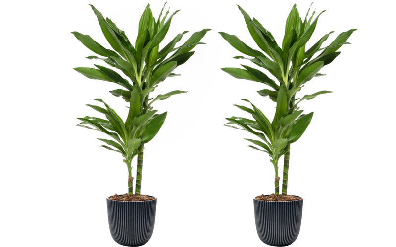 Dracaena Janet Lind x2