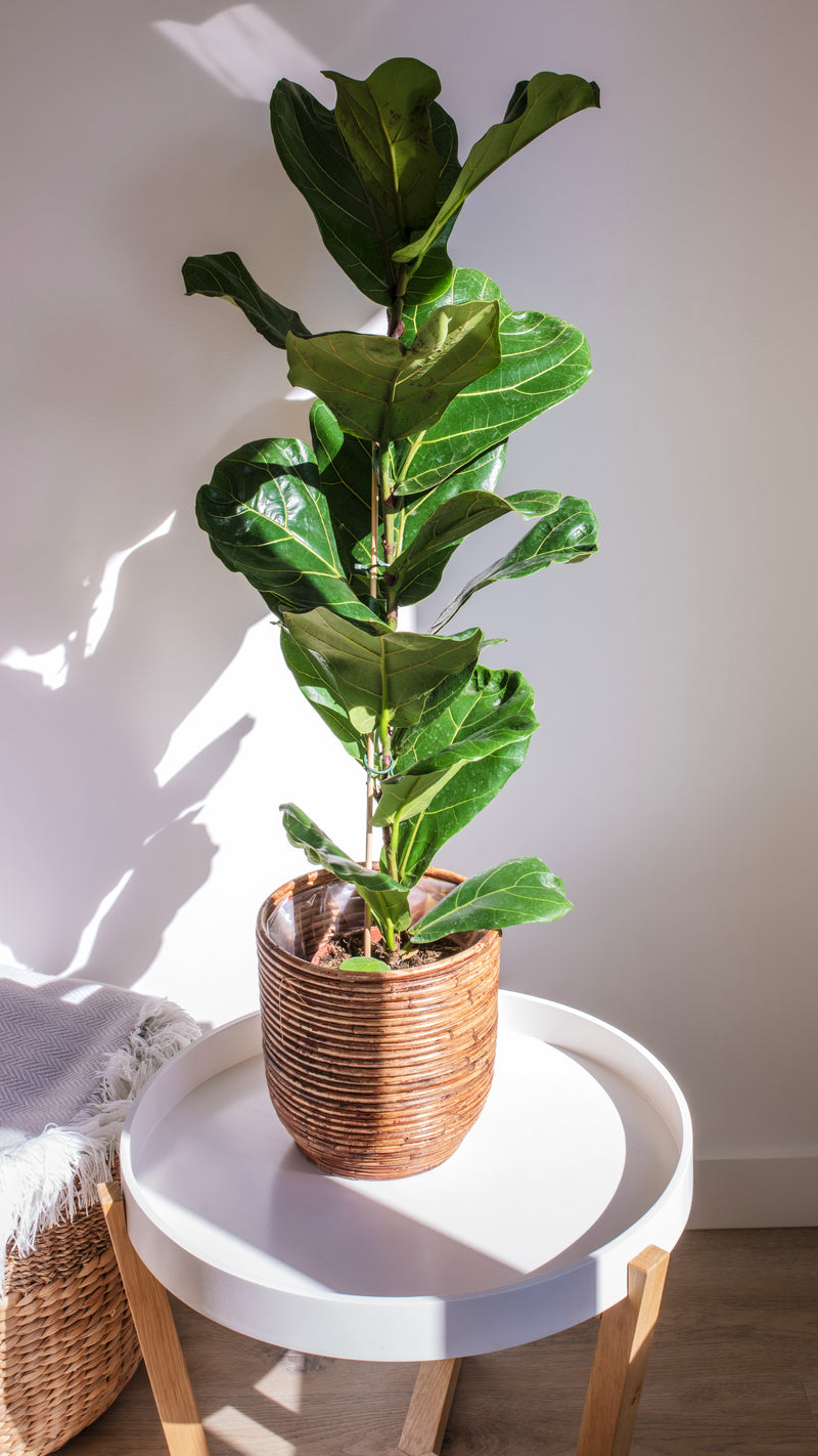 Ficus Lyrata x1