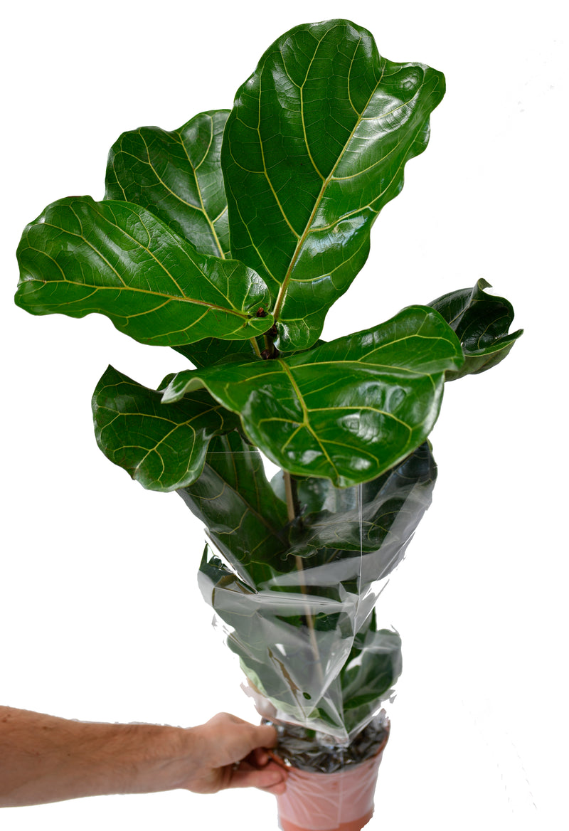 Ficus Lyrata x1