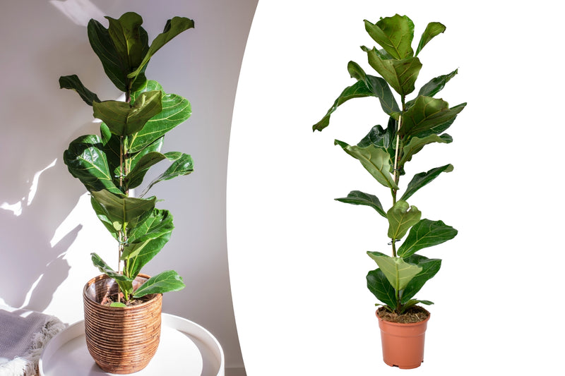 Ficus Lyrata x1