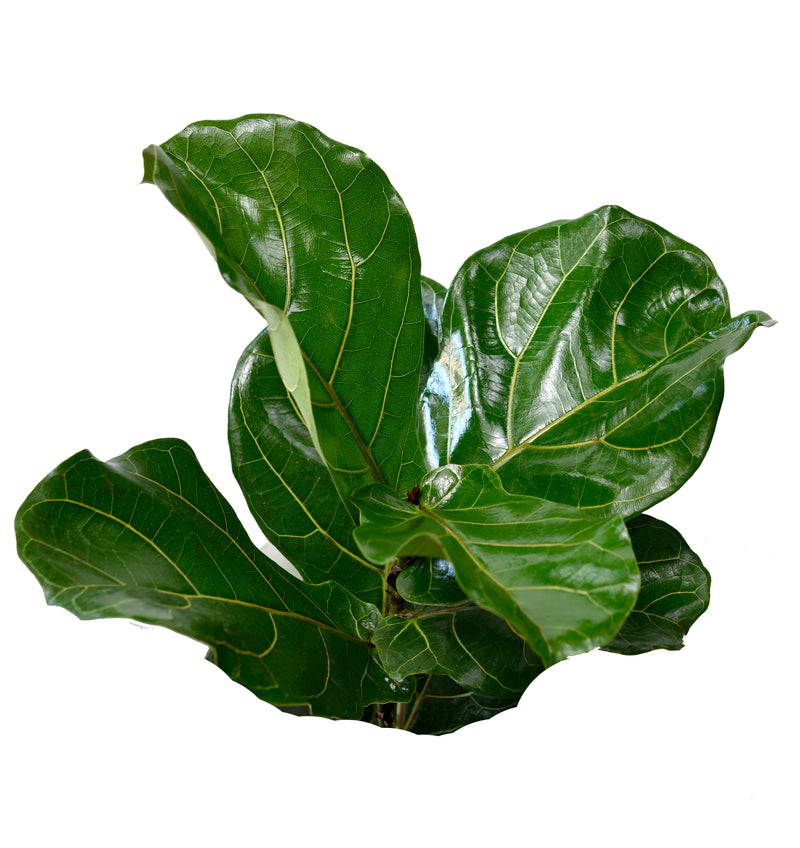 Ficus Lyrata x1