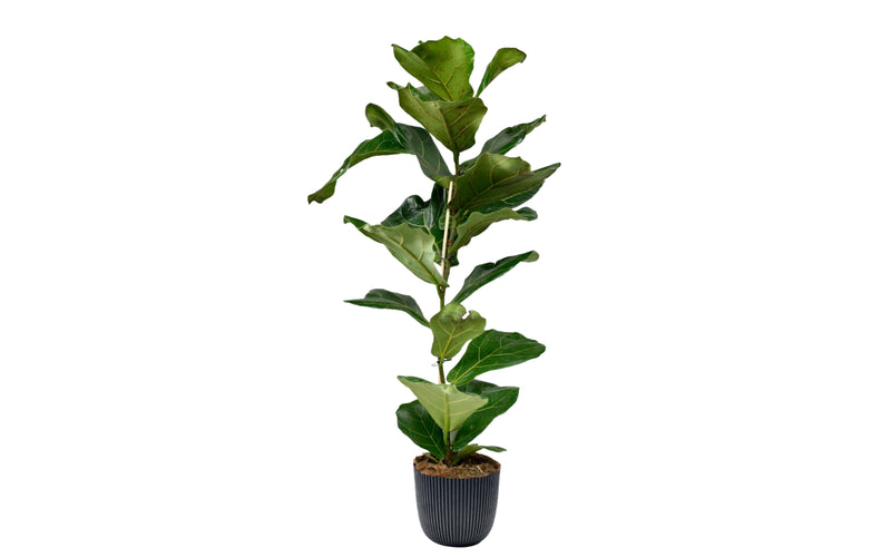 Ficus Lyrata x1