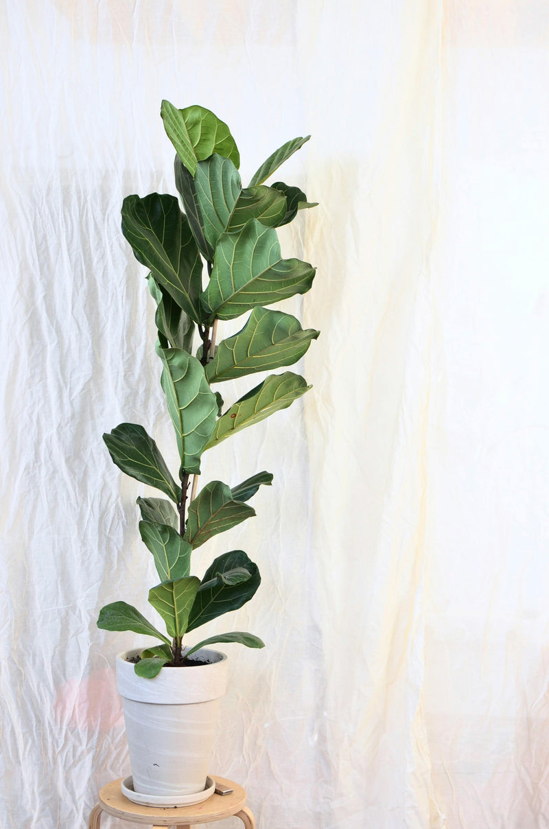 Ficus Lyrata x2