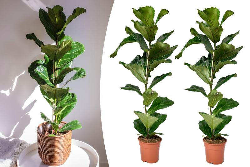 Ficus Lyrata x2