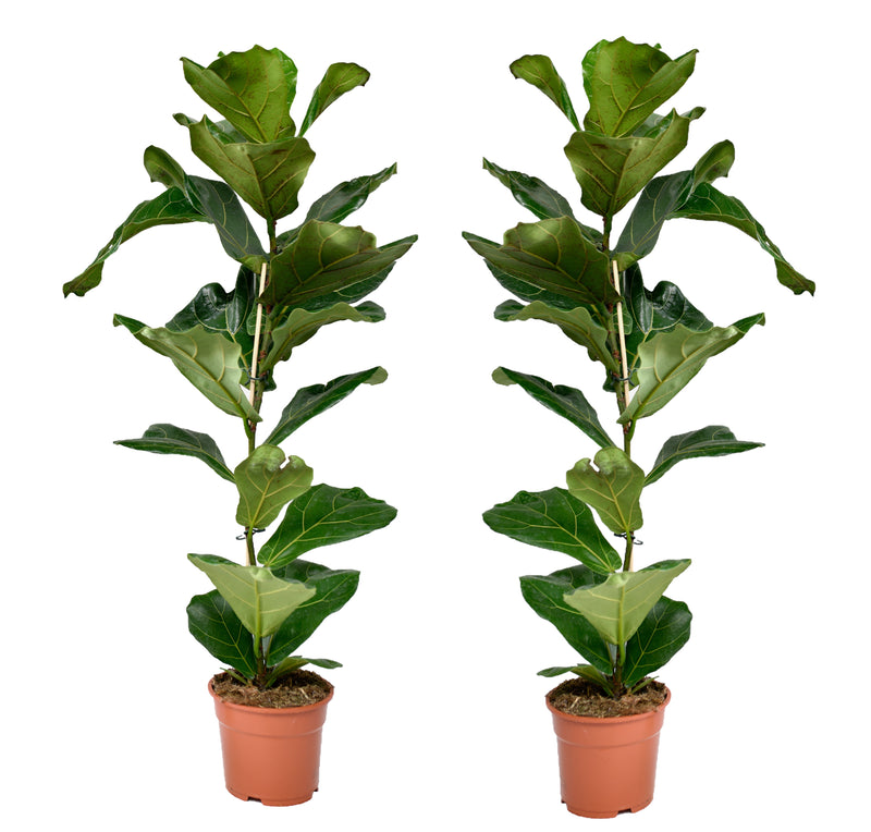 Ficus Lyrata x2