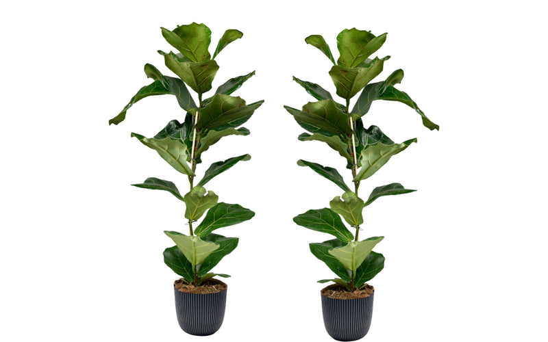 Ficus Lyrata x2