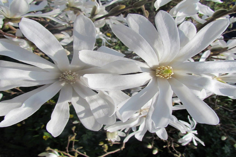 Magnolia x 6