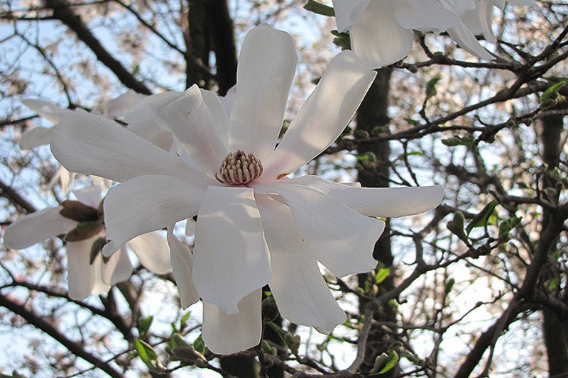 Magnolia stellata x3