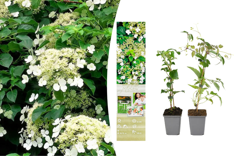 Klatring Hydrangea x 2