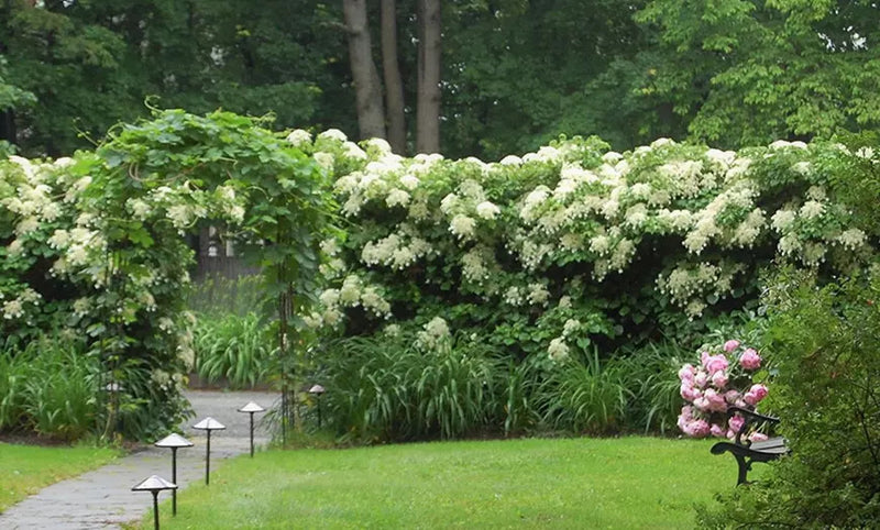 Klatring Hydrangea x 4