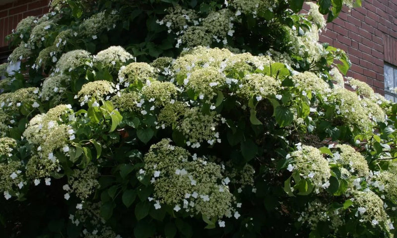 Klatring Hydrangea x 4