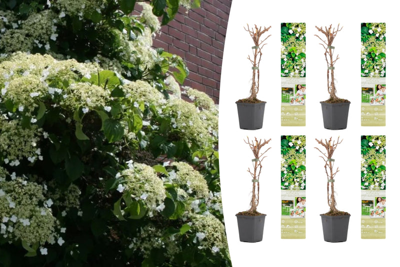 Klatring Hydrangea x 4