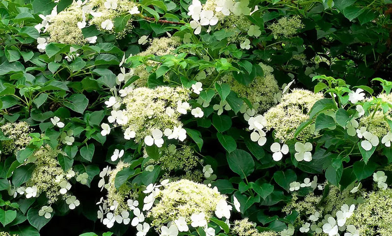 Klatring Hydrangea x 8