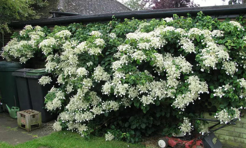 Klatring Hydrangea x 8