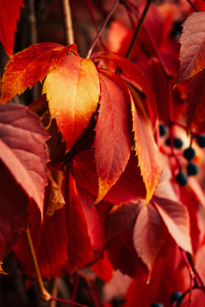 Parthenocissus quinquefolia x6