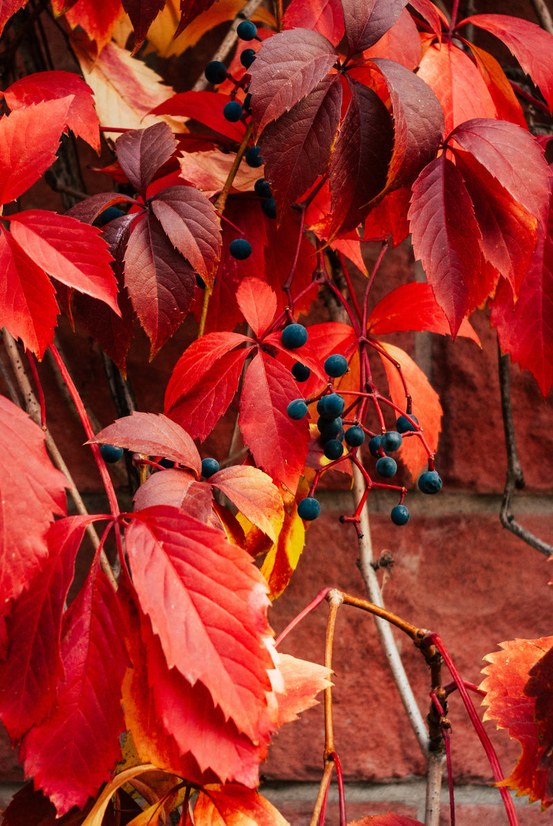 Parthenocissus quinquefolia x6