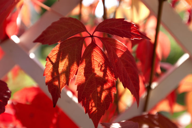 Parthenocissus quinquefolia x6