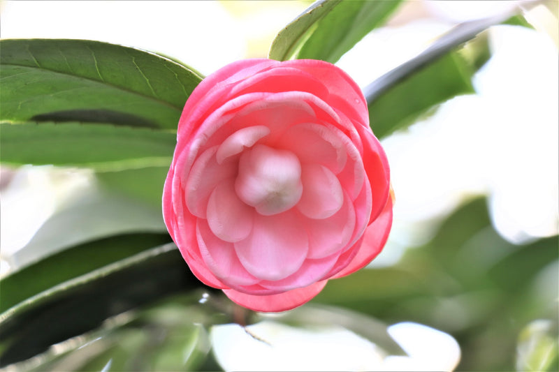 Camellia busk 'japansk rosen rød' xl x 2