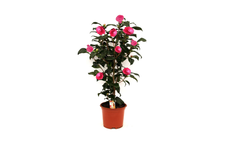 Camellia busk 'japansk rosen rød' xl x 2