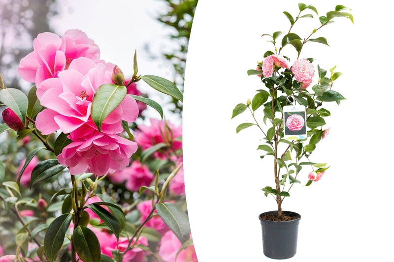 Camellia busk 'japansk rosen rød' xl x 1