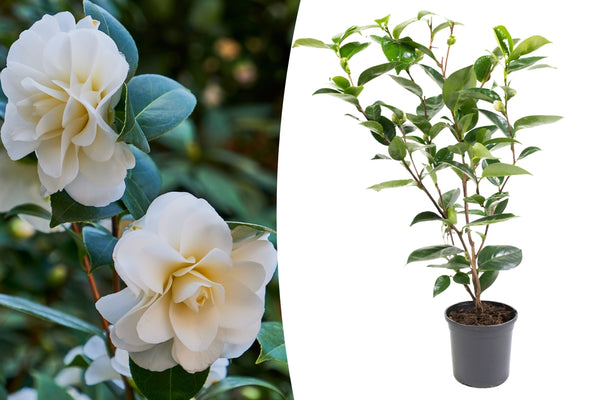 Camellia Bush 'Japanese Rose' XL X 2 White