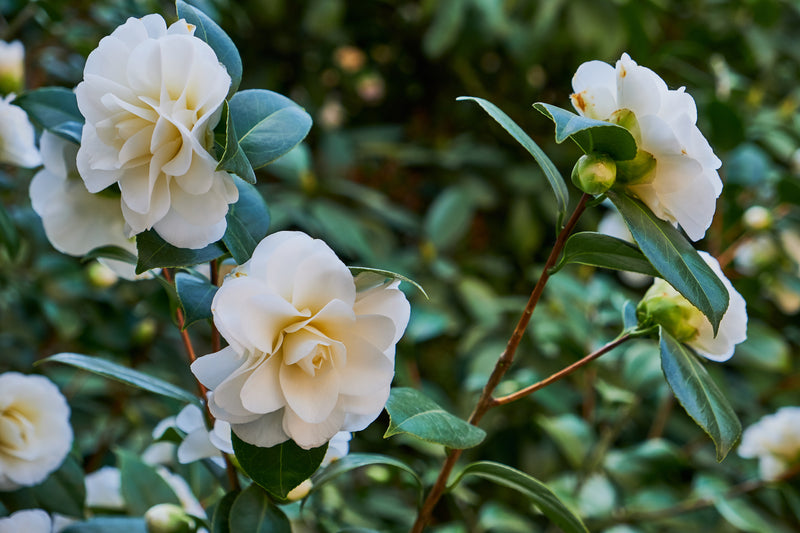 Camellia Bush 'Japanese Rose' XL X 1 White