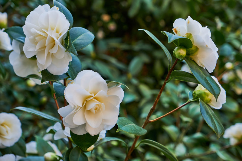 Camellia Bush 'Japanese Rose' XL X 2 White