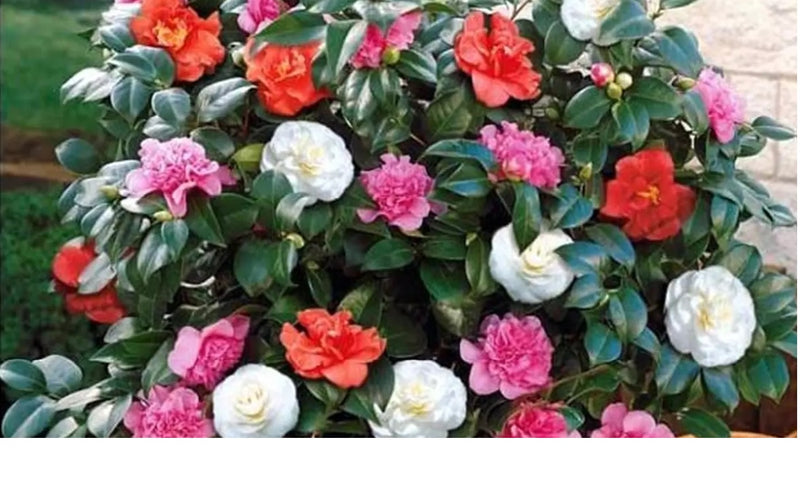 Camellia Bush 'Japanese Rose' XL X 2 Tricolor