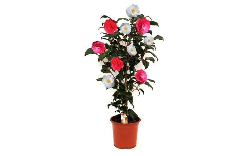 Camellia Bush 'Japanese Rose' XL X 1 Tricolor