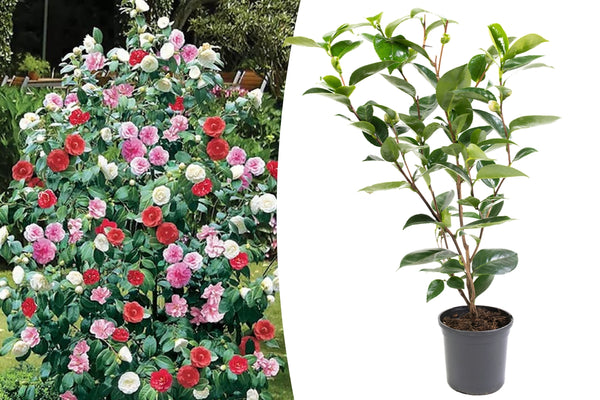 Camellia Bush 'Japanese Rose' XL X 2 Tricolor