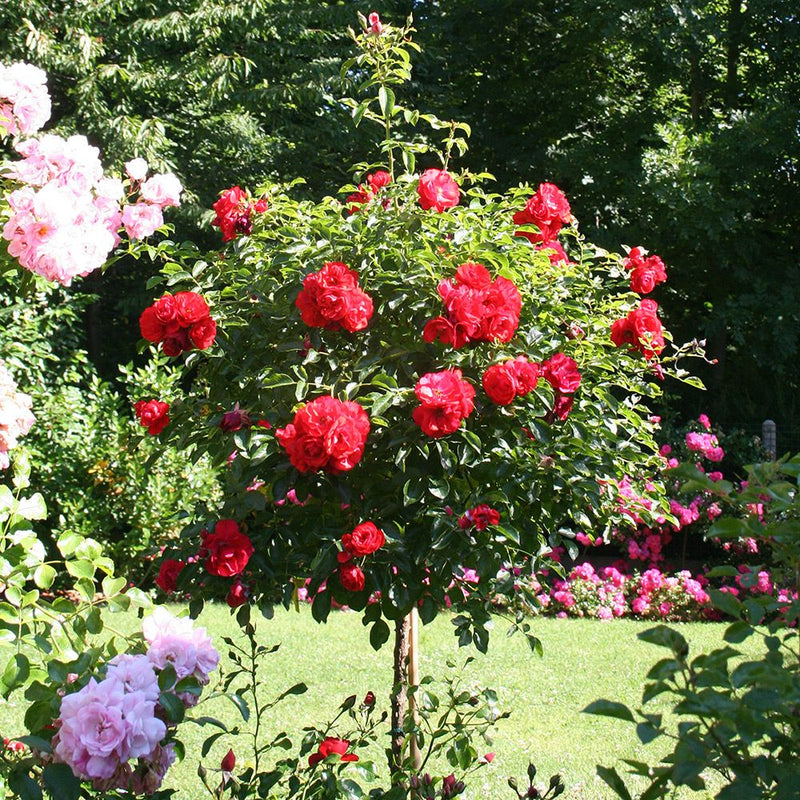 Mini Standard Roses Red X 3