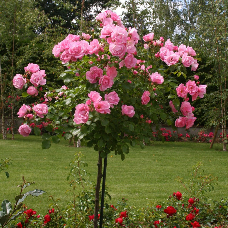 Mini stamme rose lyserød x 3