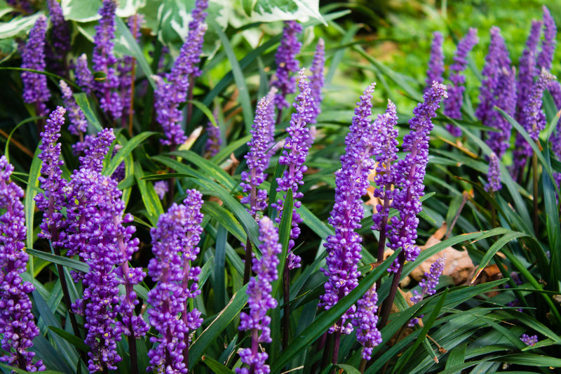 Lily Grass (Liriope Muscari) X4