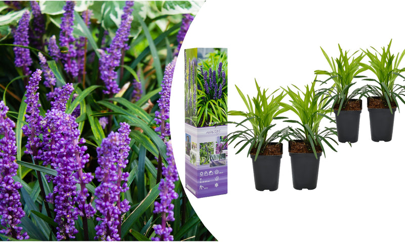 Lily Grass (Liriope Muscari) X4