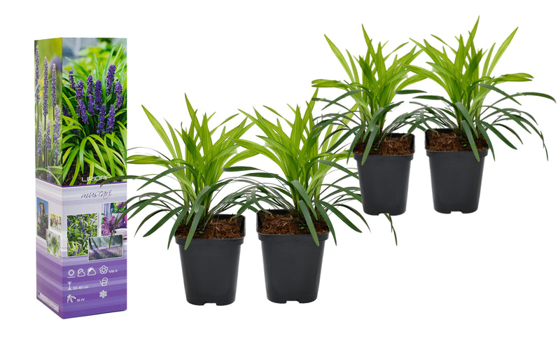 Lily Grass (Liriope Muscari) X4