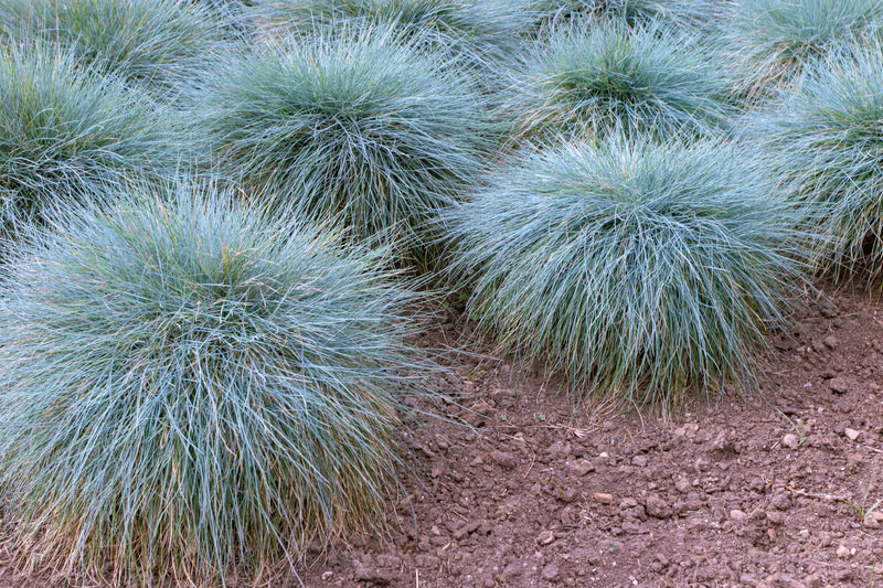 Blue Sheepgrass (Festuca Glauca 'Elija Blue') X4