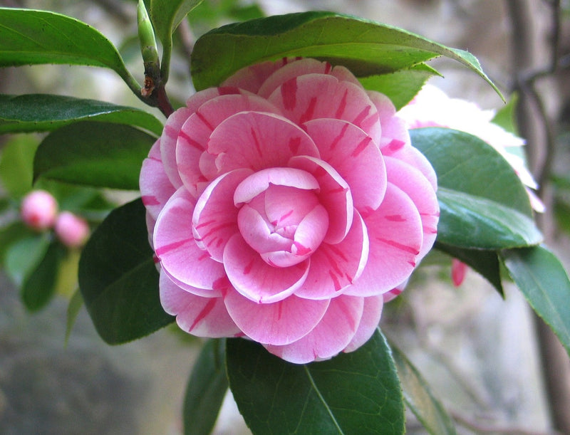 Camellia x 3
