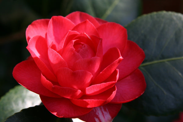 Camellia Red X3