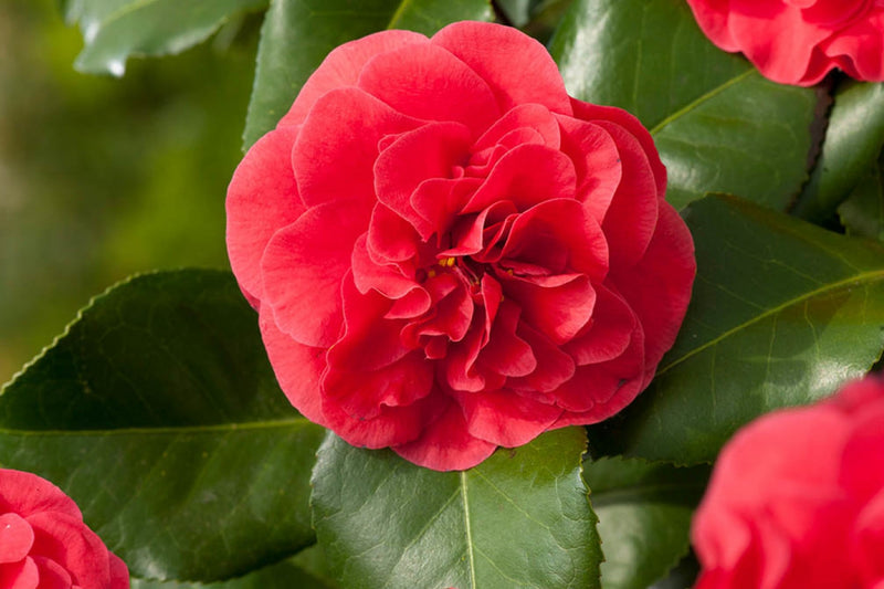Camellia Red X3