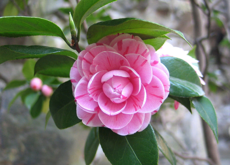 Camellia PINK x3