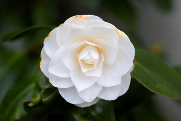 Camellia White X3