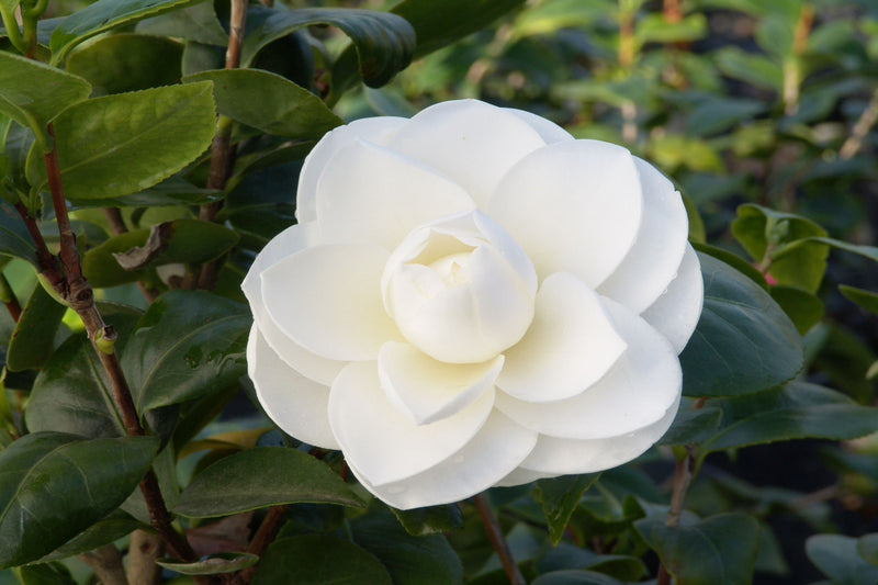 Camellia White X3