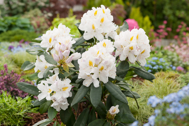 Rhododendron 'cunninghams hvide' x 3