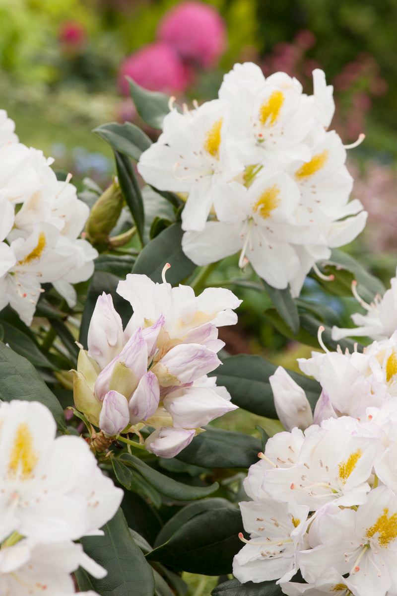 Rhododendron 'cunninghams hvide' x 3