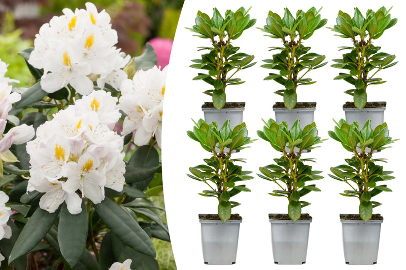 Rhododendron 'Cunninghams hvide' x 6