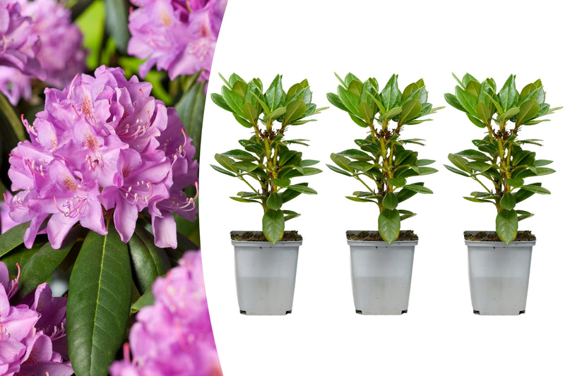 Rhododendron 'Roseum Elegans' x 3