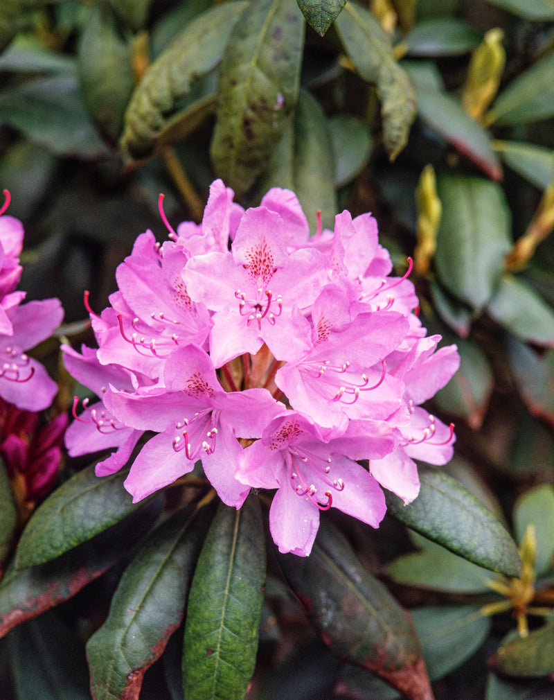 Rhododendron 'Roseum Elegans' x 6